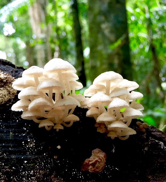 Trail Image for Mary Cairncross: Rainforest Walk