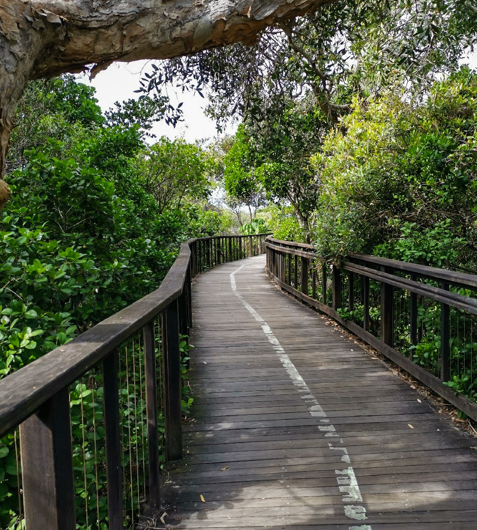 Trail Image for Coastal Pathway: Marcoola to Mt Coolum Beach
