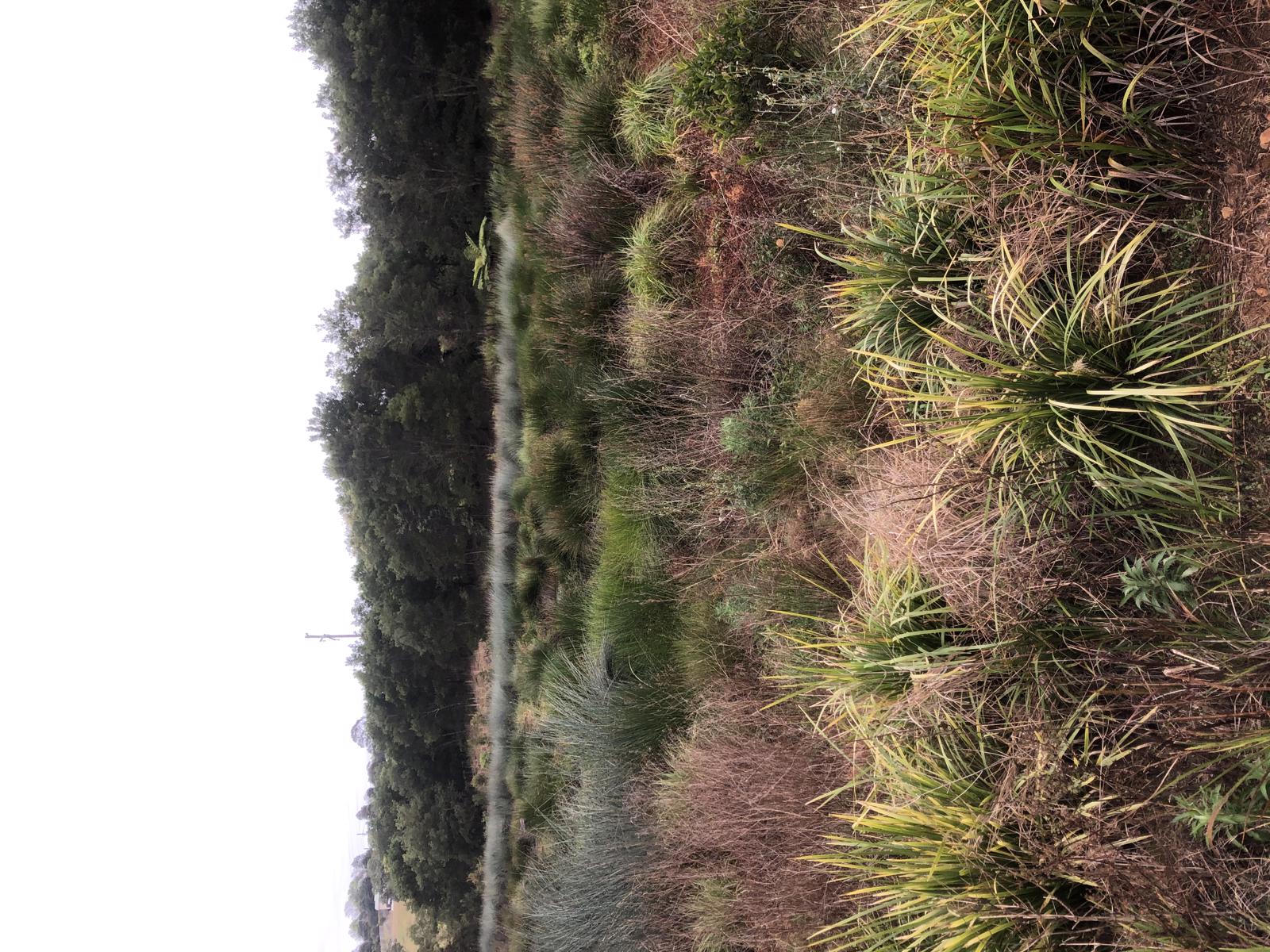 Trail Image for Maleny Northern Wetlands Trail