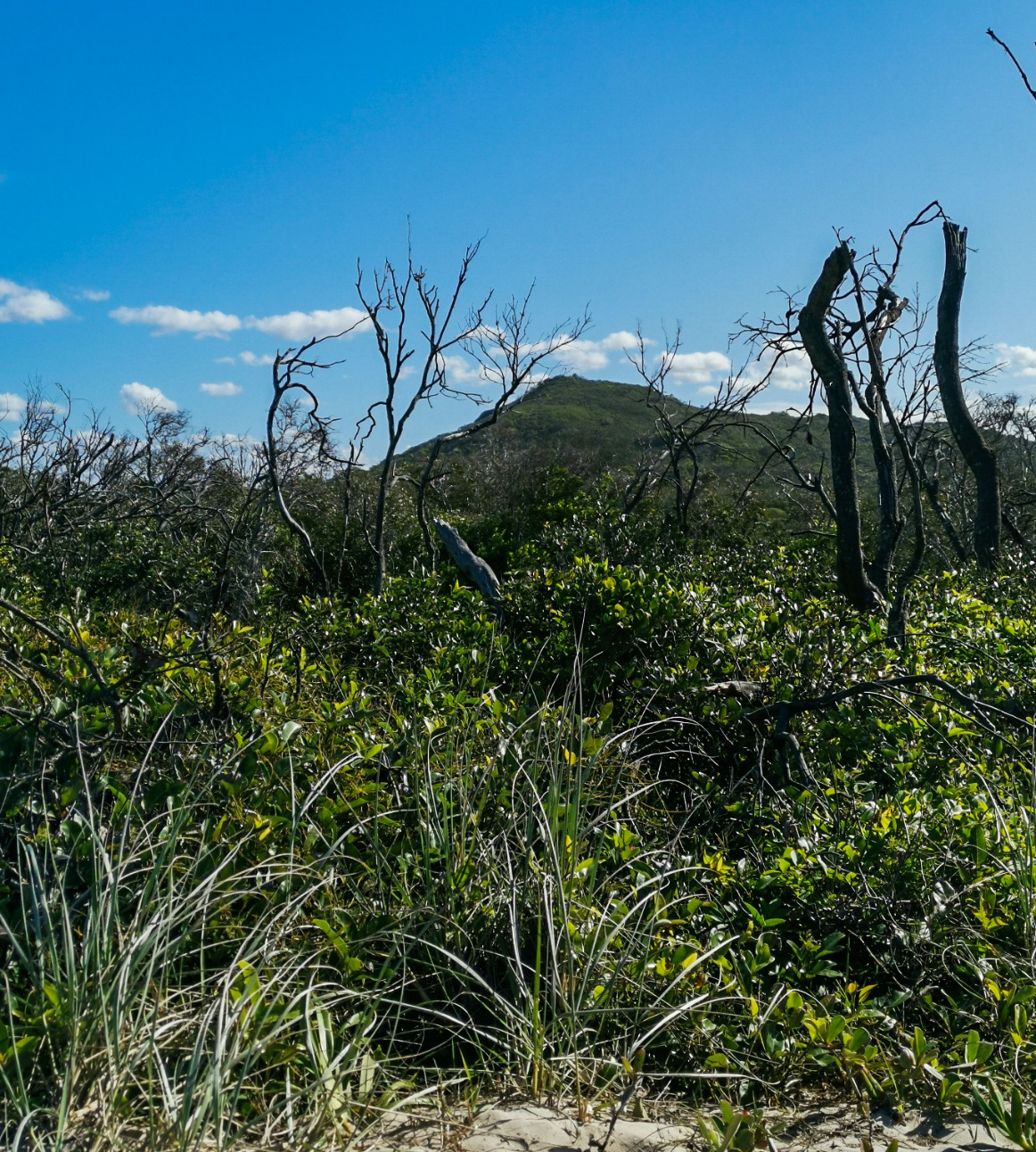 Trail Image for Noosa National Park: Peregian Section